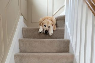 Why do dogs scratch the carpet
